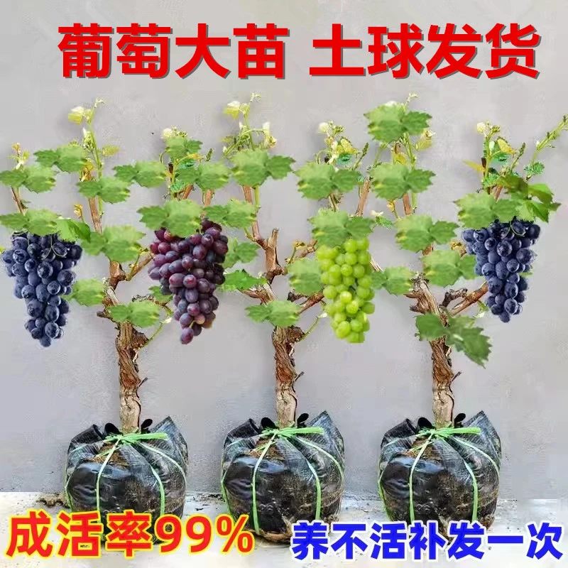 巨峰葡萄树苗特大阳光玫瑰果树苗盆栽南北方种植耐寒四季爬藤果苗