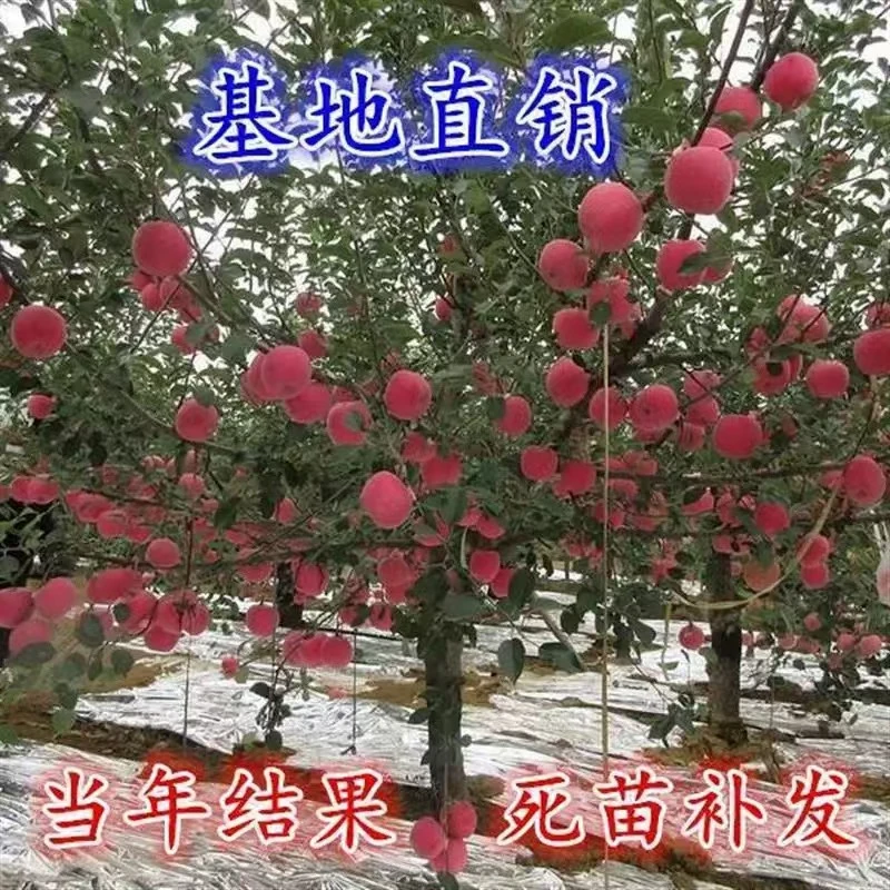 苹果树果苗特大红富士冰糖心庭院果树南北方种植盆栽地栽苹果树苗