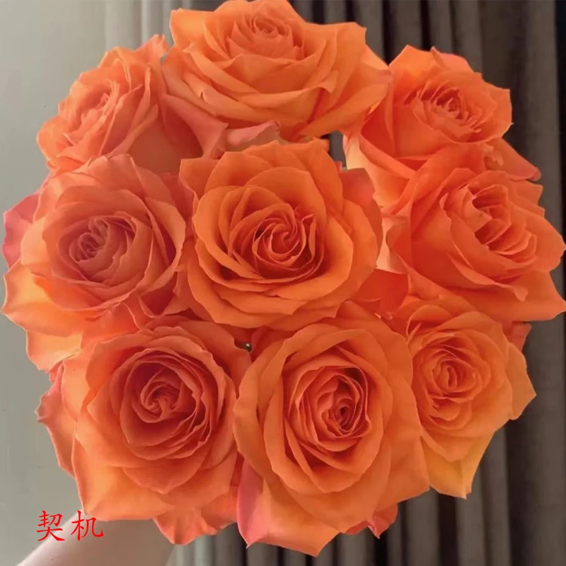 【契机】云南玫瑰花苗月季老桩植物室内外盆栽地栽阳台四季开花卉