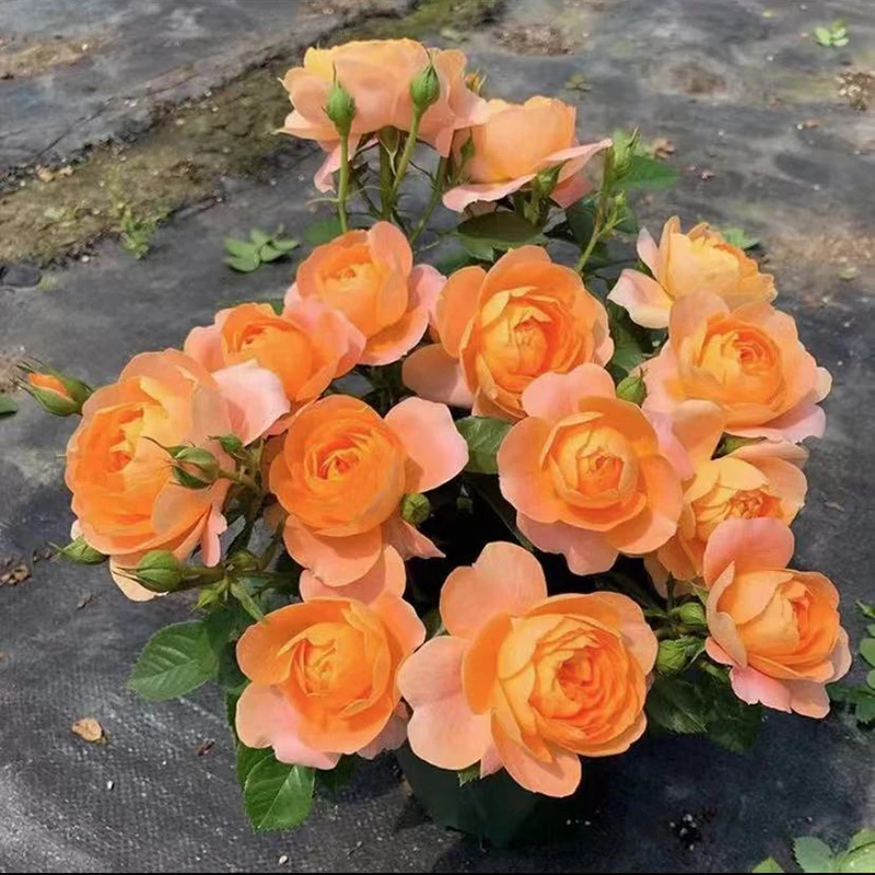 玫瑰花盆栽带花苞室内好养花卉观花植物阳台月季花苗盆栽四季开花