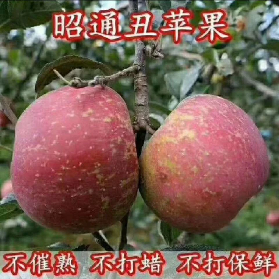云南昭通糖心丑苹果
