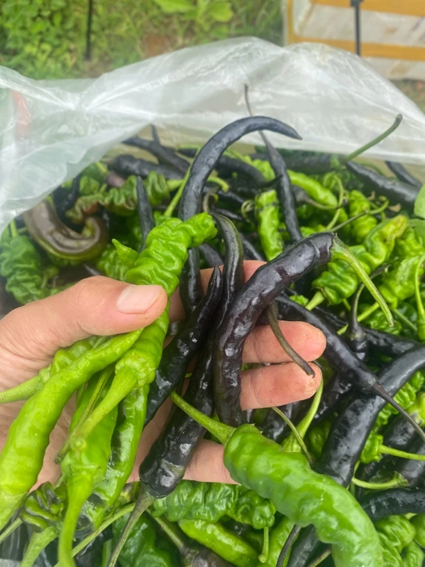 云南黑皮炒菜辣椒
