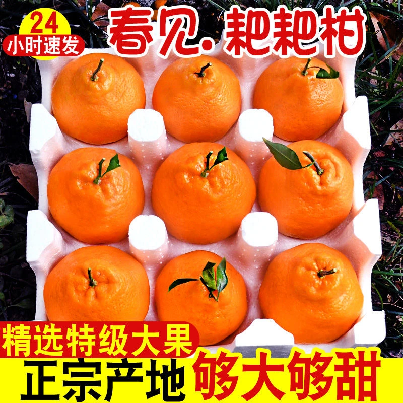 正宗四川春见耙耙柑新鲜水果爆甜多汁当季新鲜水果5/10斤整箱包邮