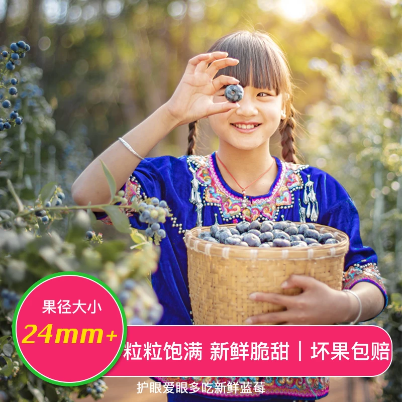 【迷迭蓝】云南蓝莓超大果当季限定24mm+甄选基地种植顺丰发货包赔
