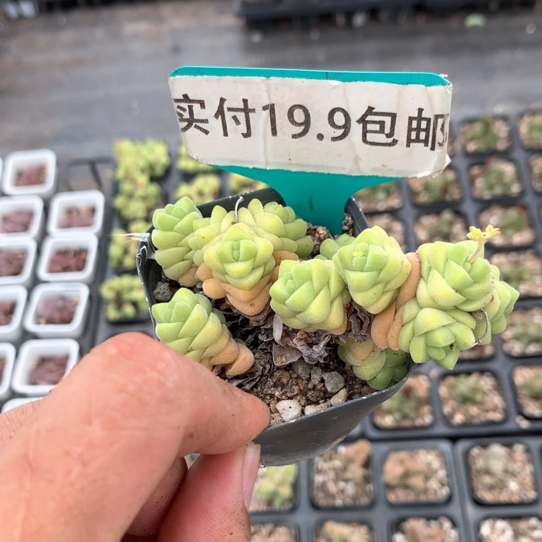 雪融塔 满19.9包邮 脱土