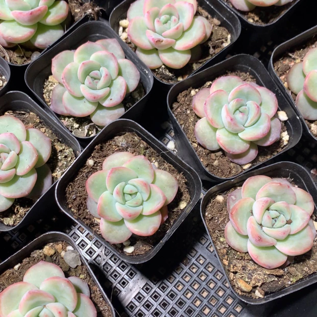 【闪购商品】奶油泡芙