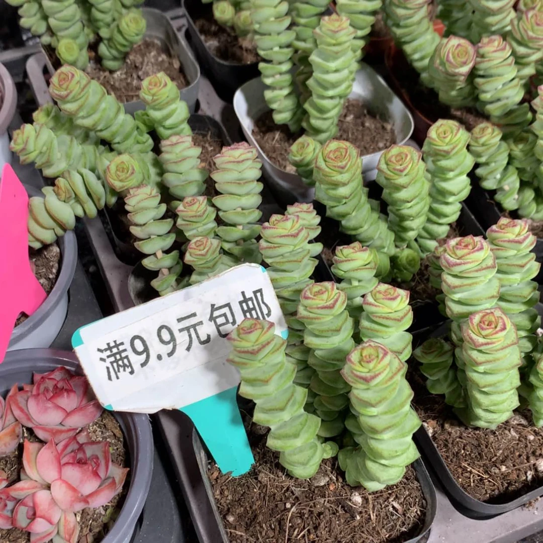 【闪购商品】钱串子