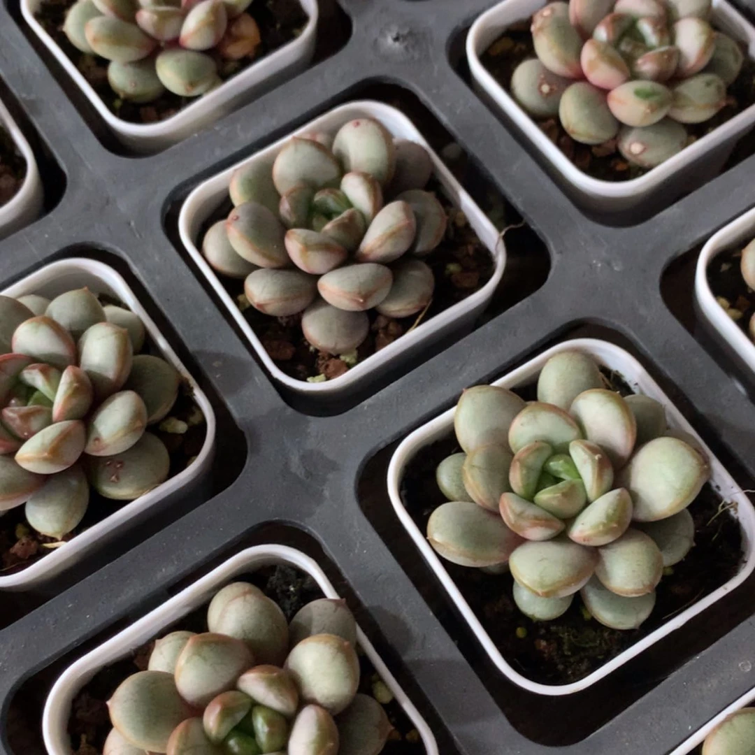 【闪购商品】单头葡萄 55