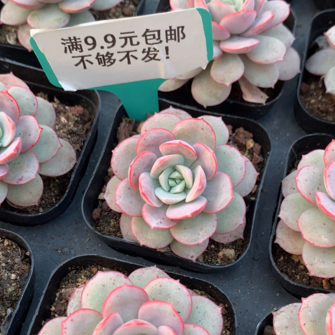 【闪购商品】凌波仙子026
