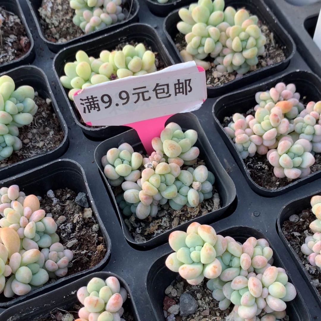 【闪购商品】玉如意
