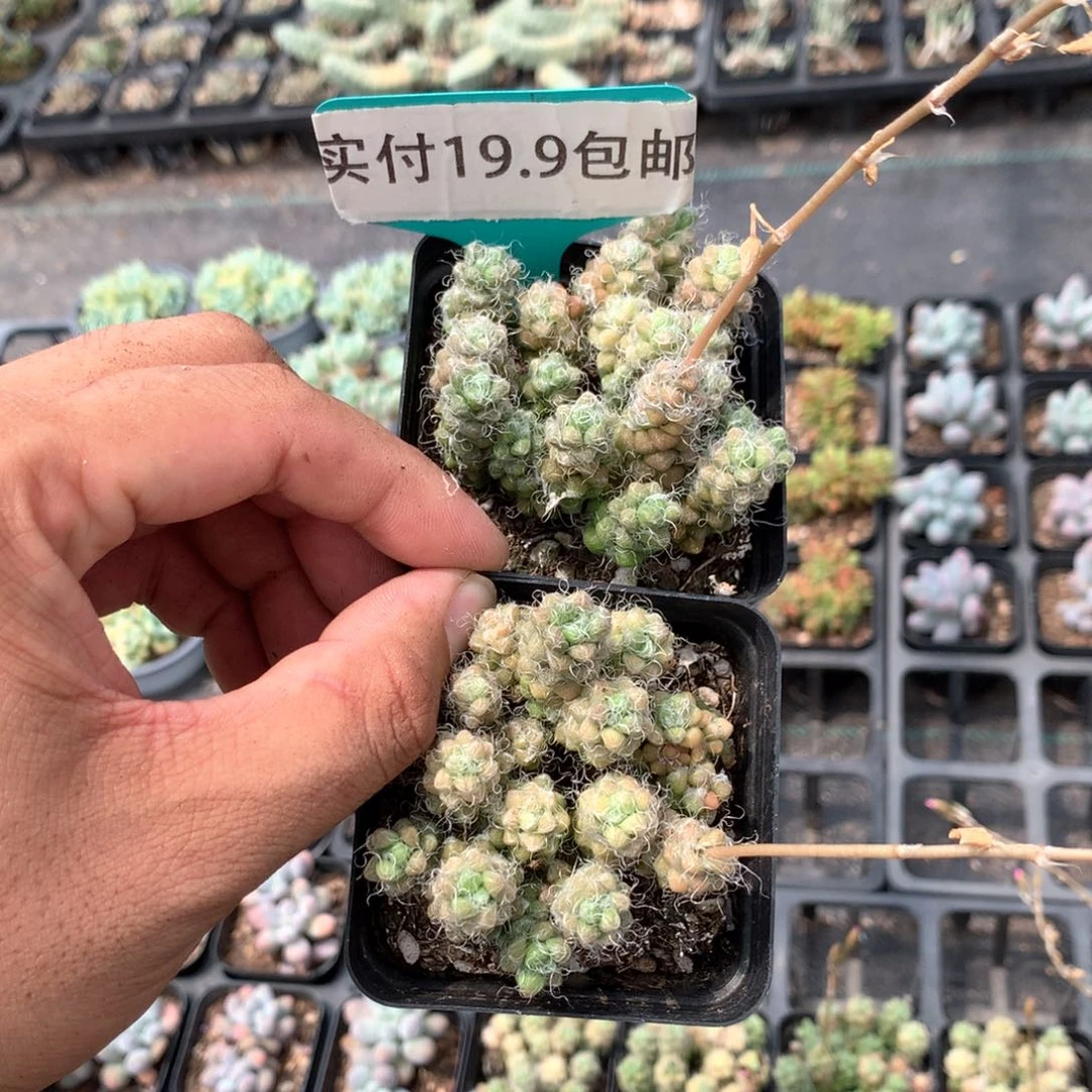 绿竹笠 2盆 满19.9包邮