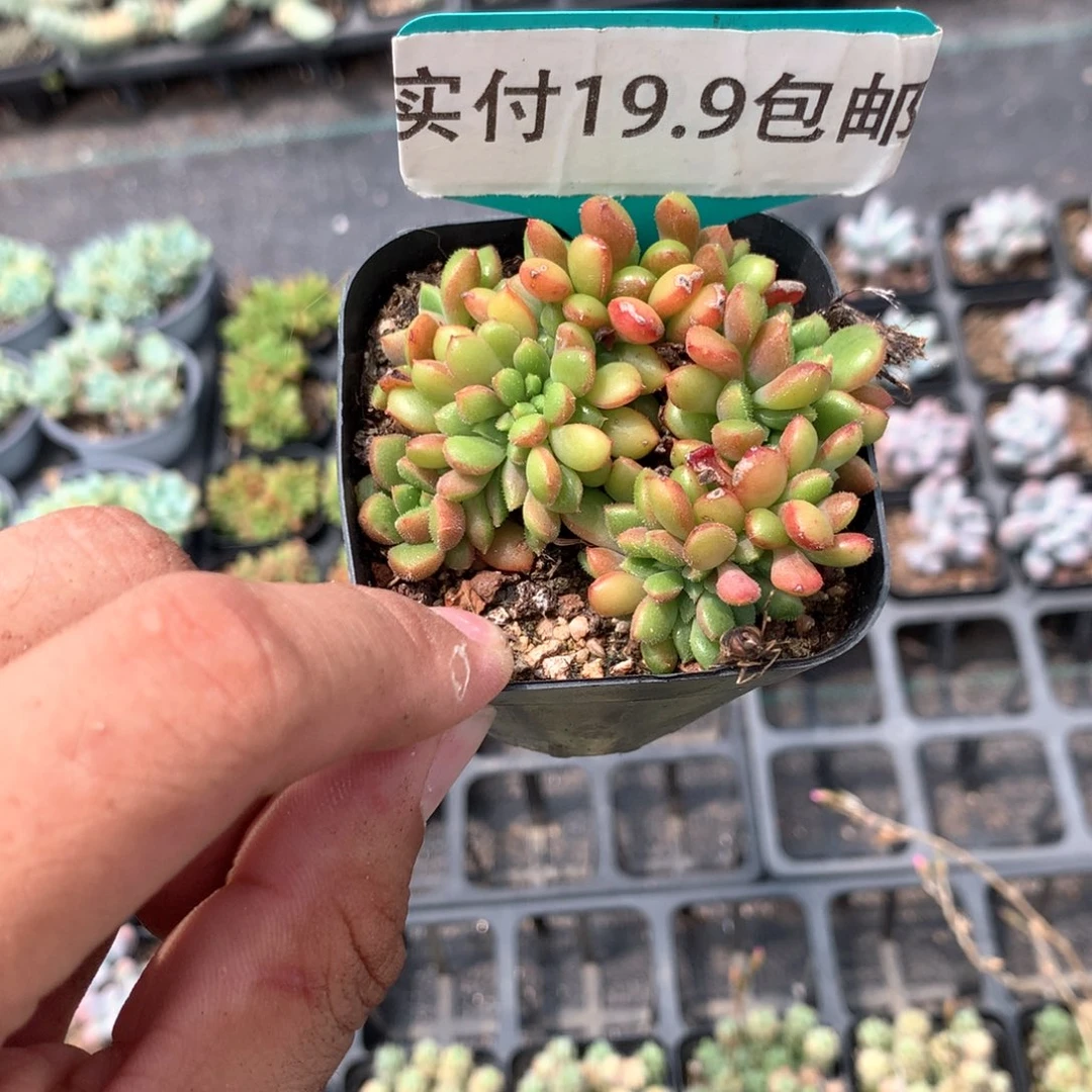 卡罗尔缀化 满19.9包邮