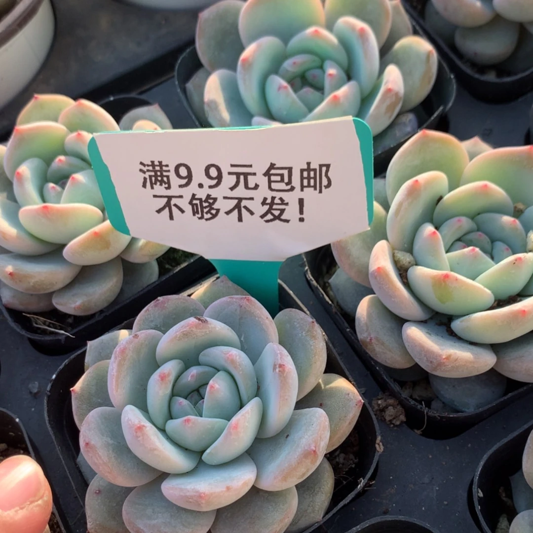 【闪购商品】橙梦露