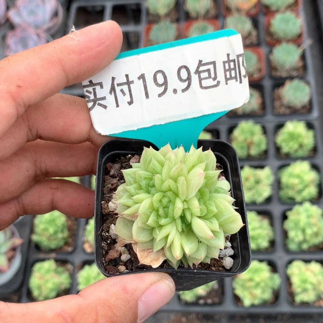 蝶叶麦秆 满19.9包邮