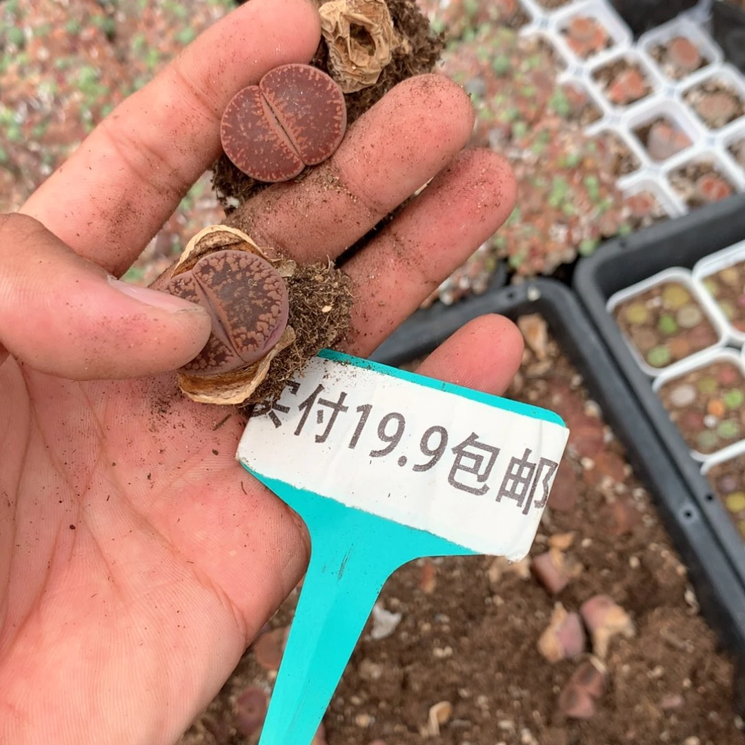 日轮2颗 满19.9包邮 脱土