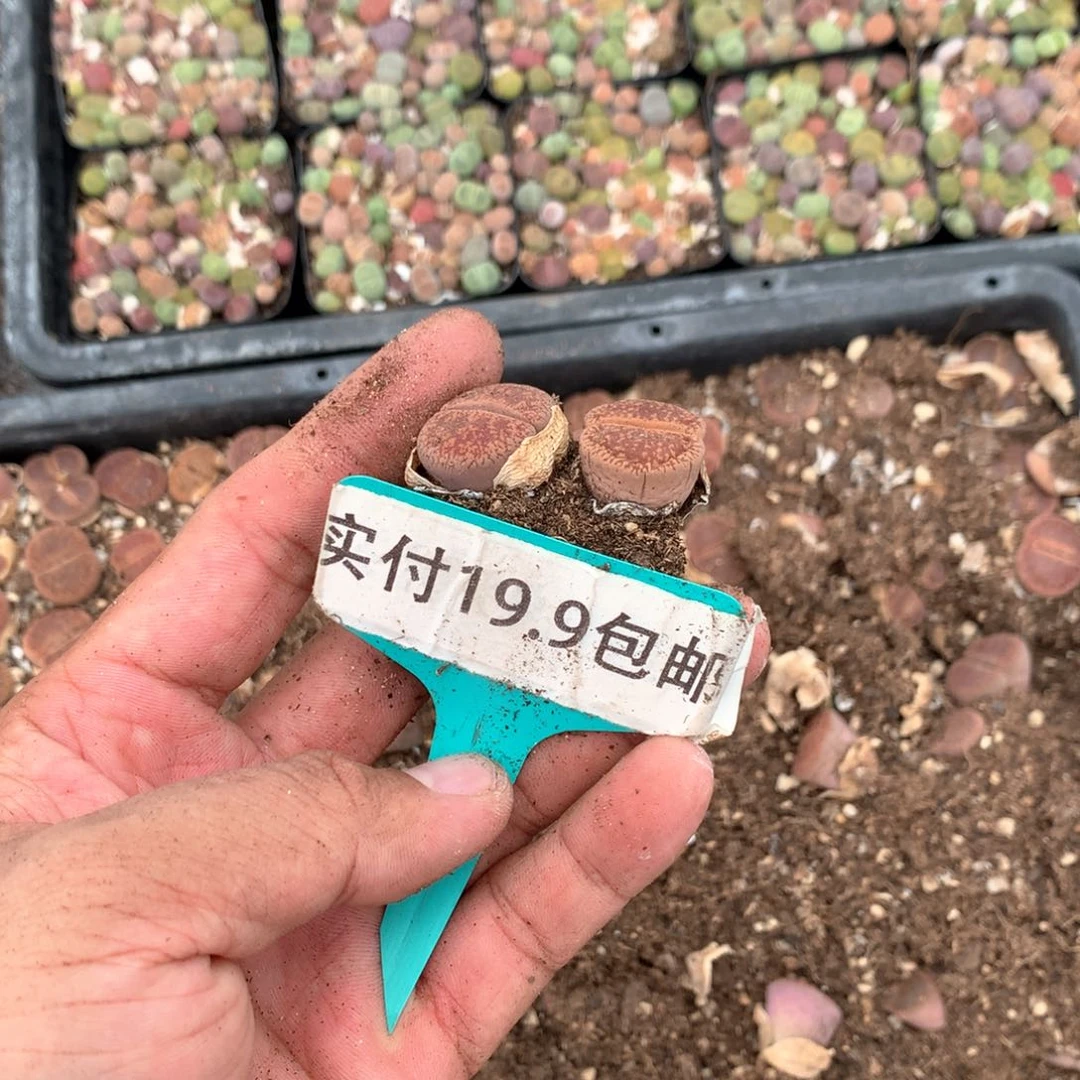 日轮2盆 满19.8包邮 脱土