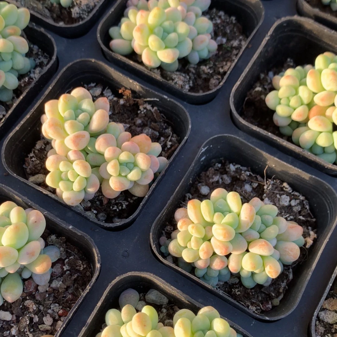 【闪购商品】玉如意