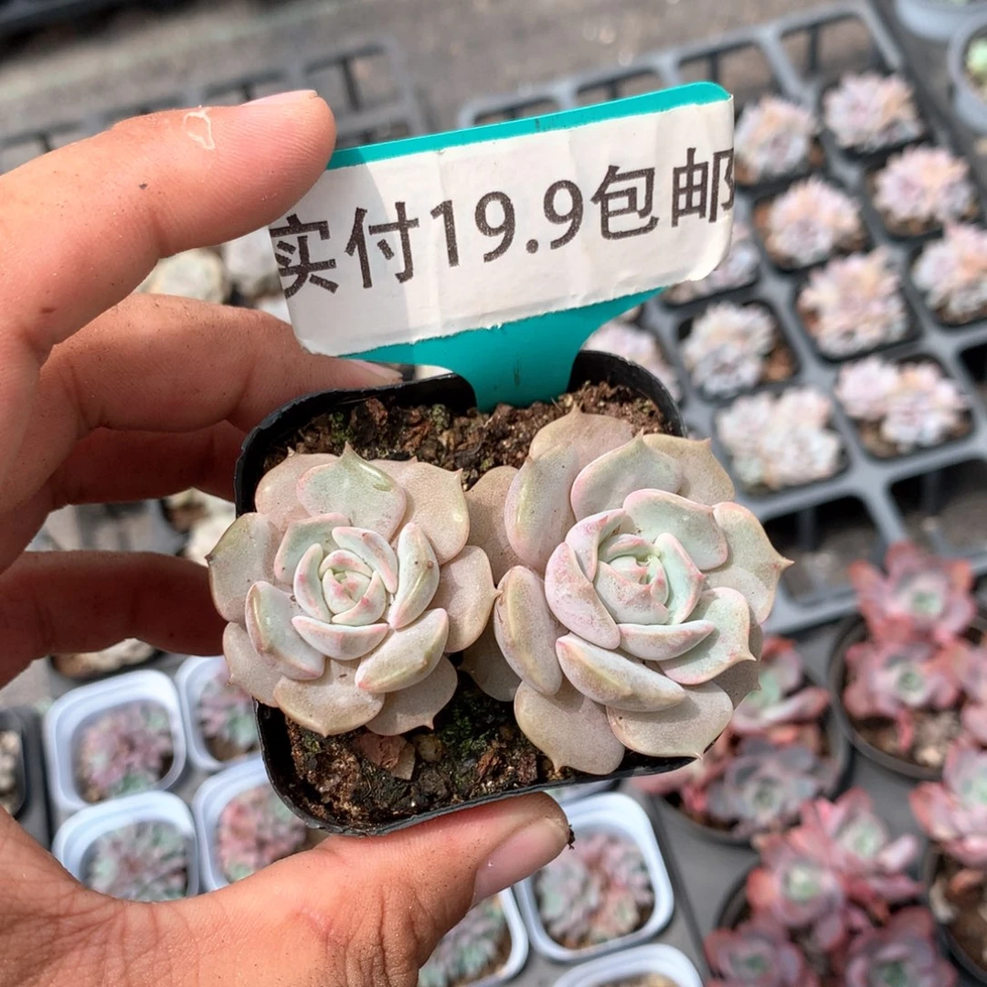 露娜莲 满19.9包邮 脱土