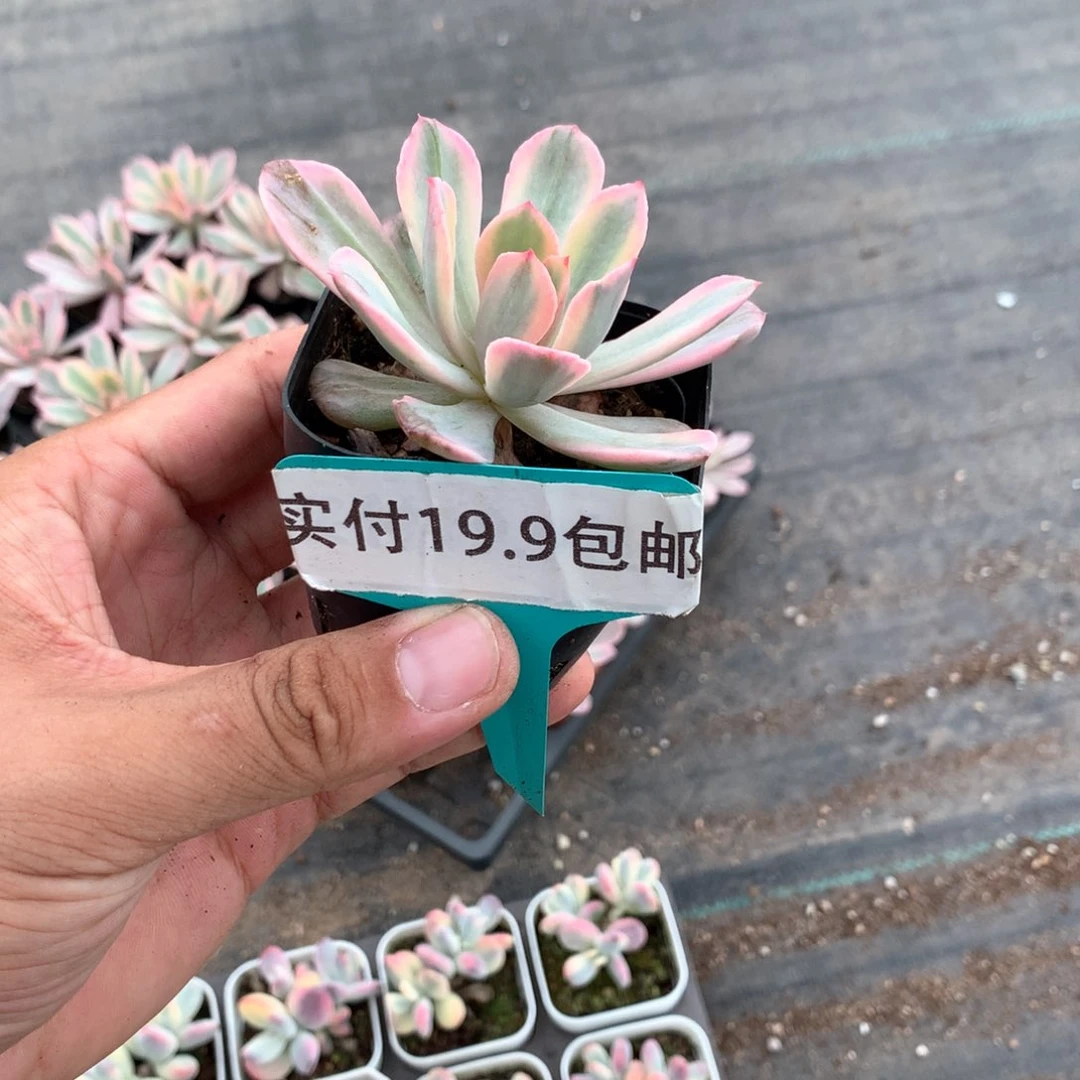 花车锦 满19.9包邮脱土