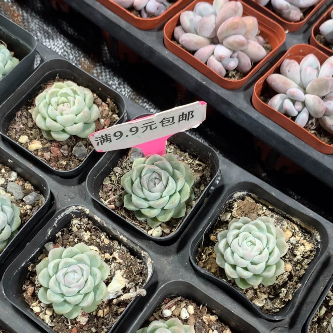 【闪购商品】白月影单