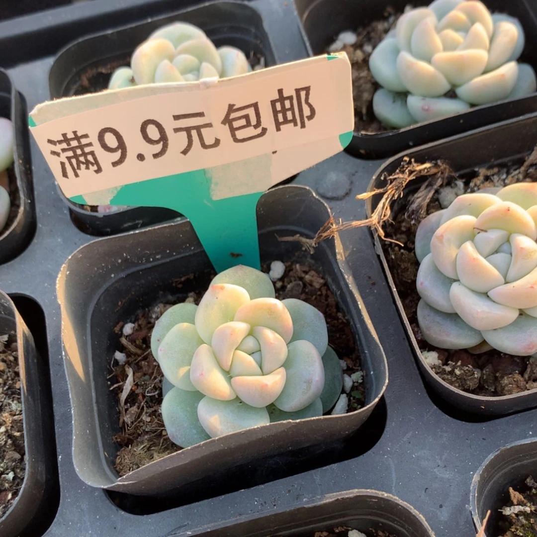 【闪购商品】奶油冰玉单 4cm