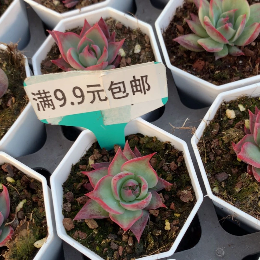 【闪购商品】宽叶惊鸿仙子