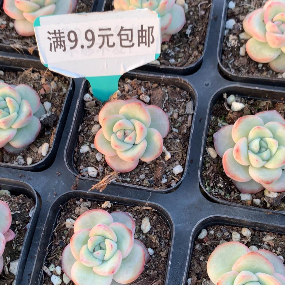 【闪购商品】奶油泡芙