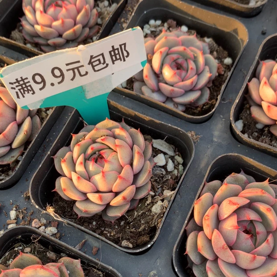 【闪购商品】苯巴蒂斯单