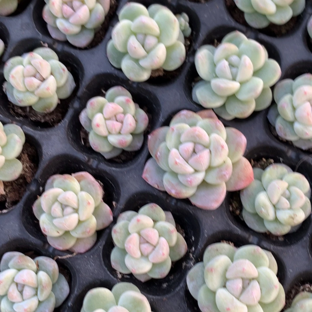 【闪购商品】珍妮冰玉单