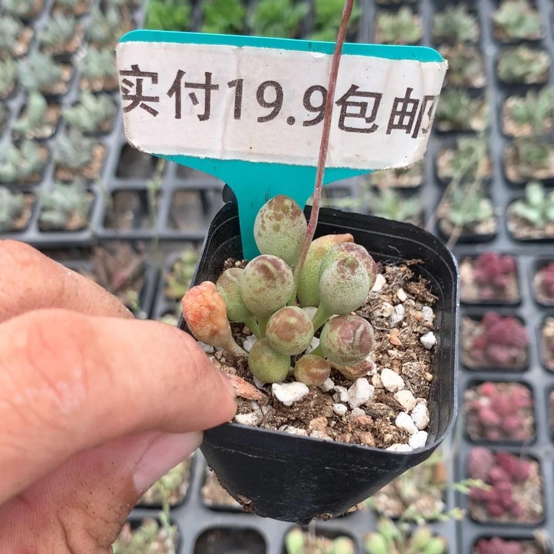 鼓槌 满19.9包邮 脱土