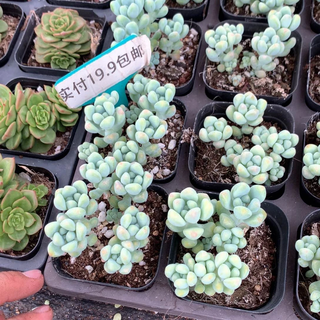 玉如意4盆 满19.9包邮 脱土