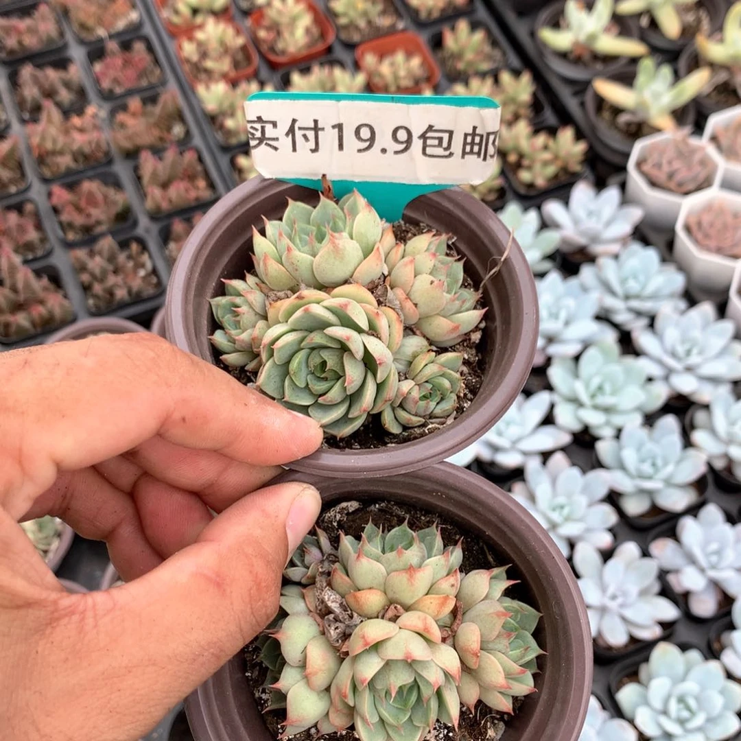 苯巴群2盆 满19.9包邮脱土