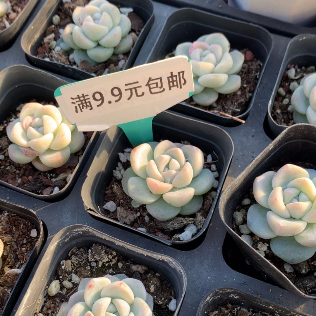 【闪购商品】奶油冰玉单4cm