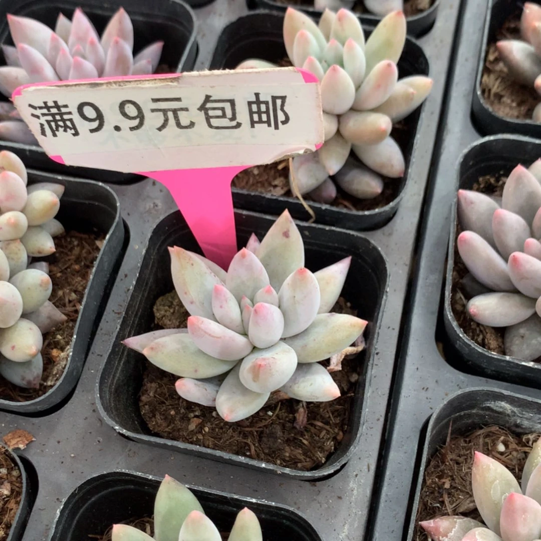 【闪购商品】所罗门