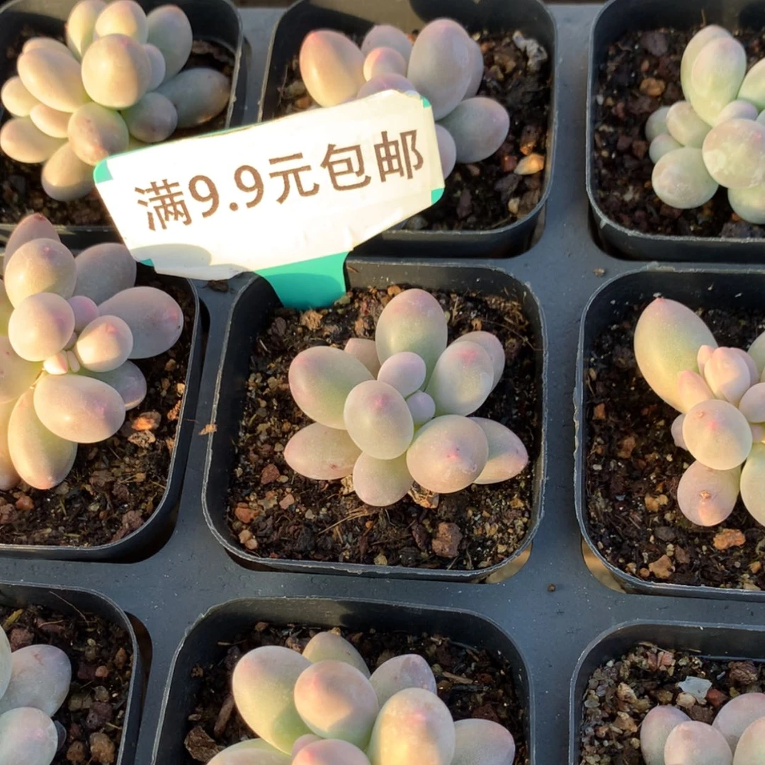 【闪购商品】汤圆65