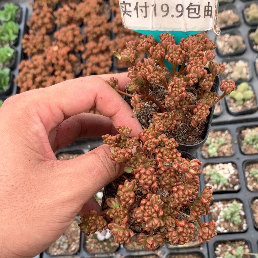 小人祭2盆 满19.8包邮 脱土