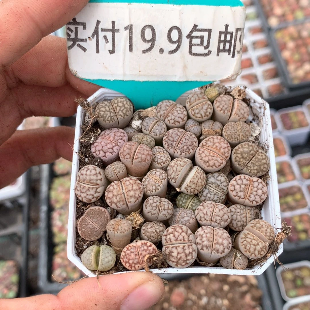 寿丽生石花 满19.9包邮