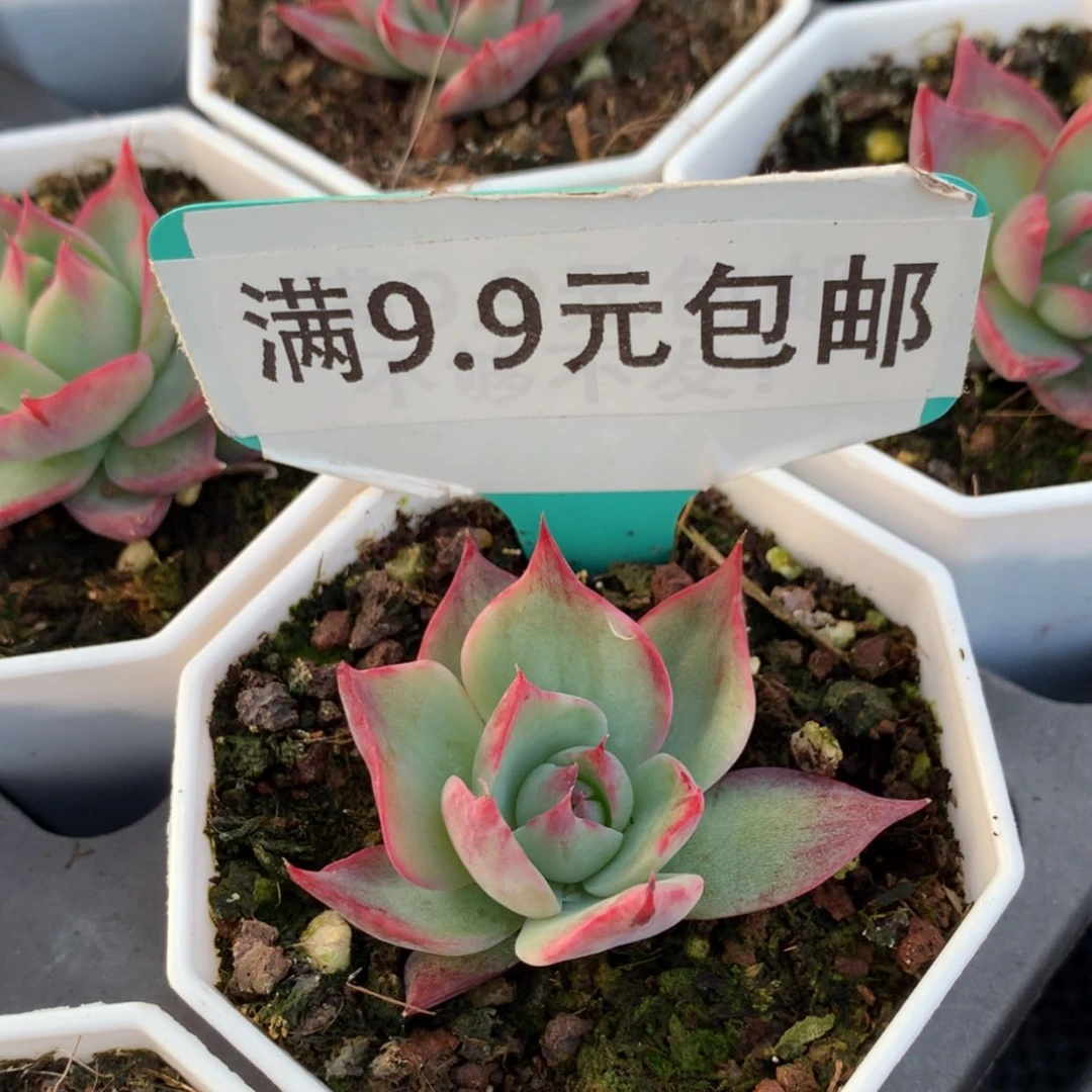 【闪购商品】惊鸿仙子宽叶