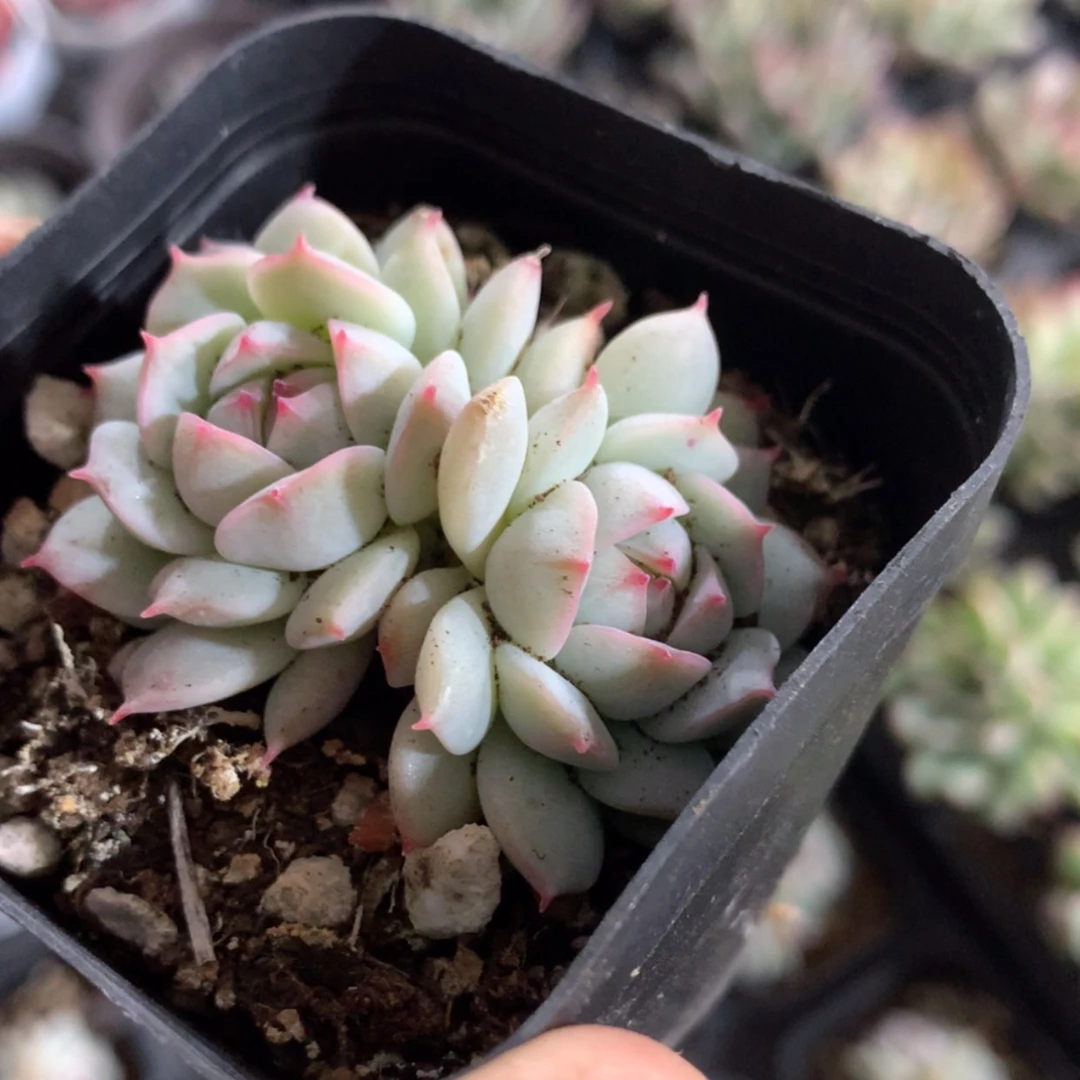 【闪购商品】双头静夜65