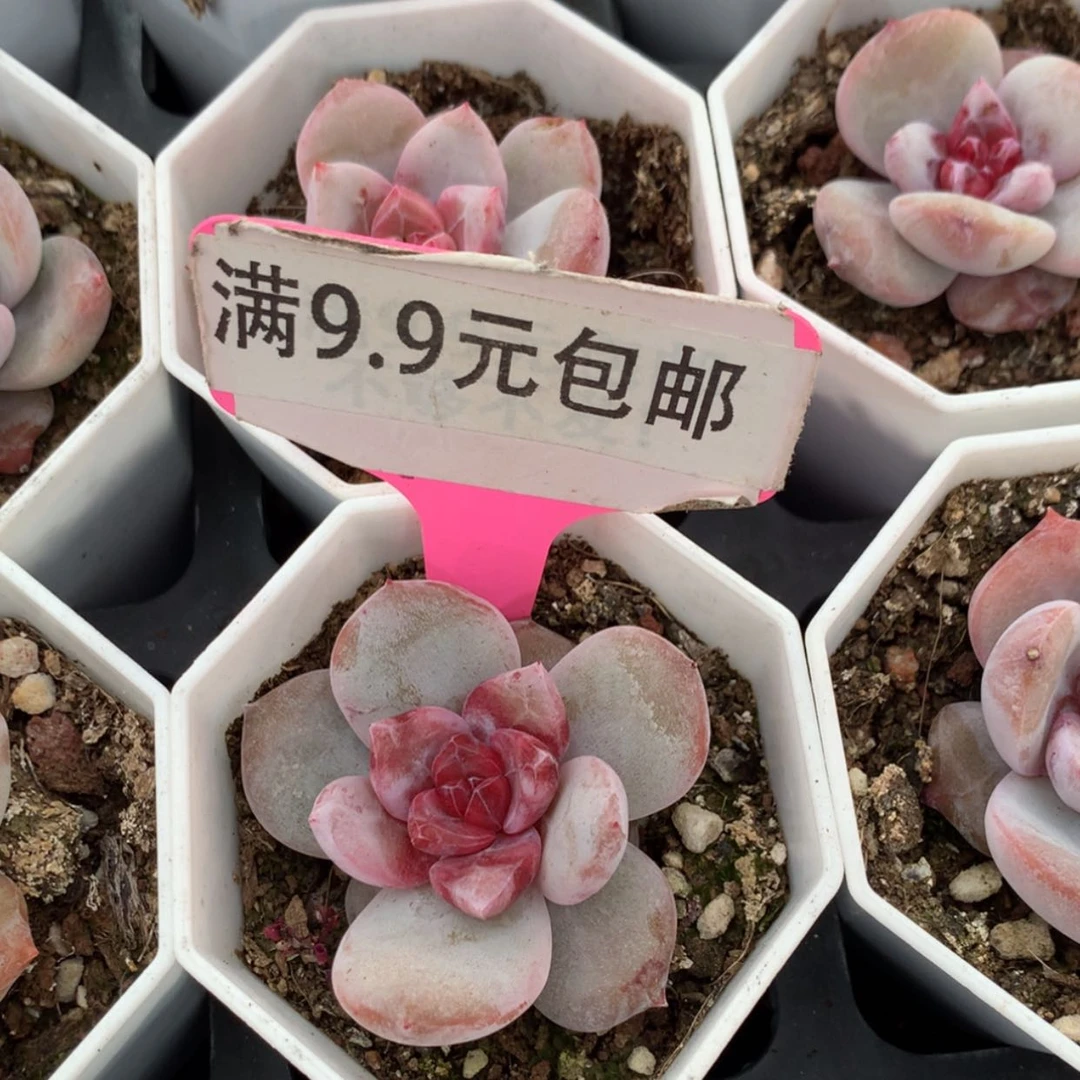 【闪购商品】溏心雪天使