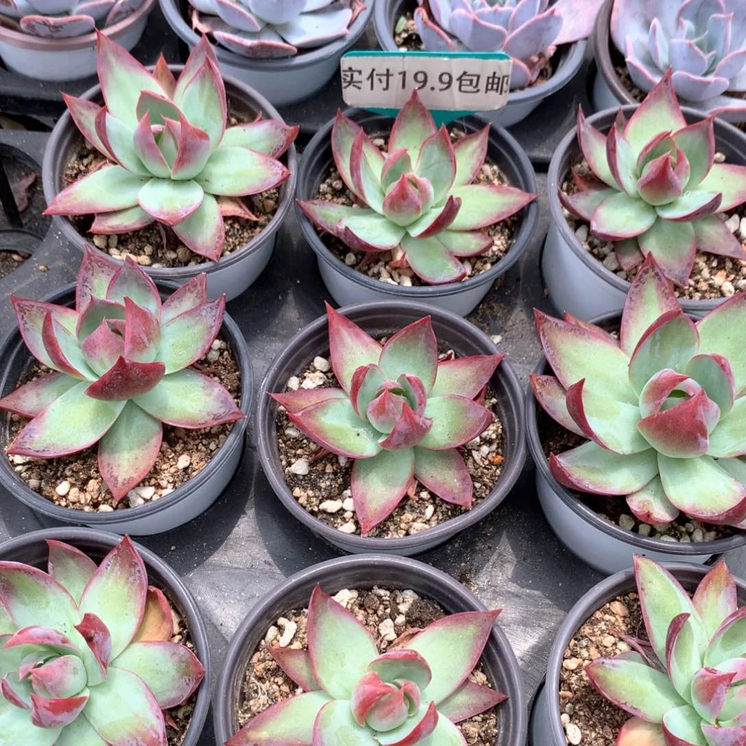 惊鸿仙子 满19.9包邮 脱土