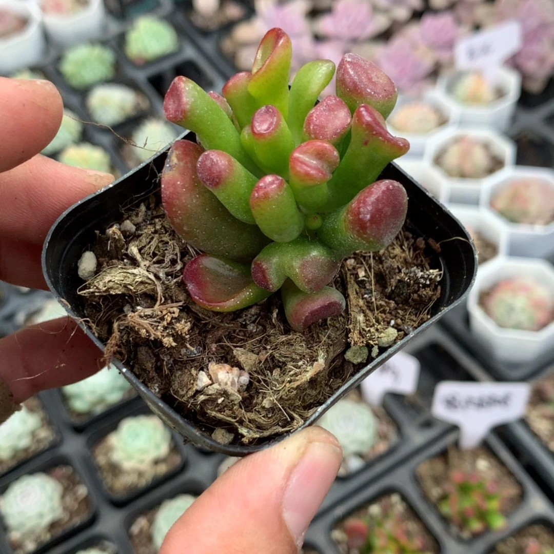【闪购商品】吸财树