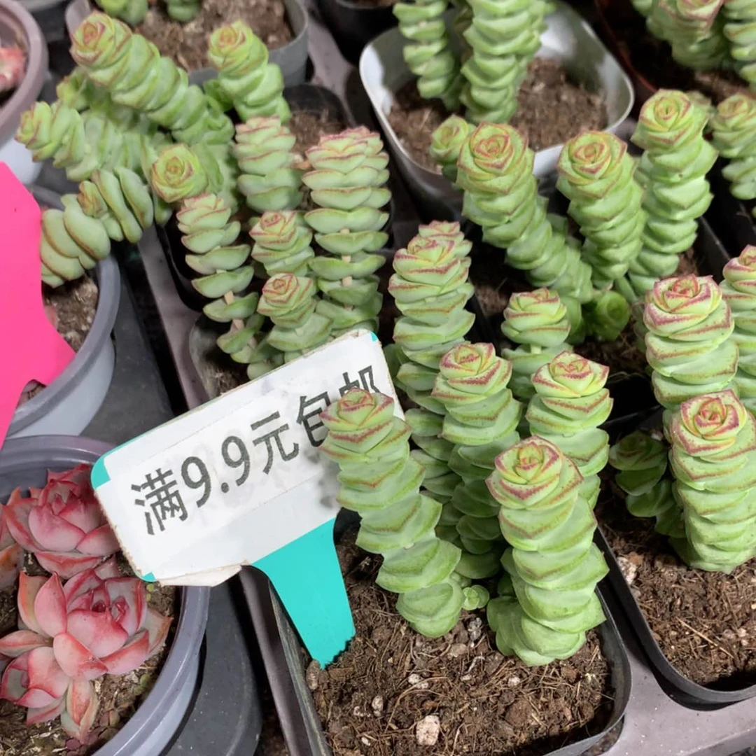 【闪购商品】钱串子