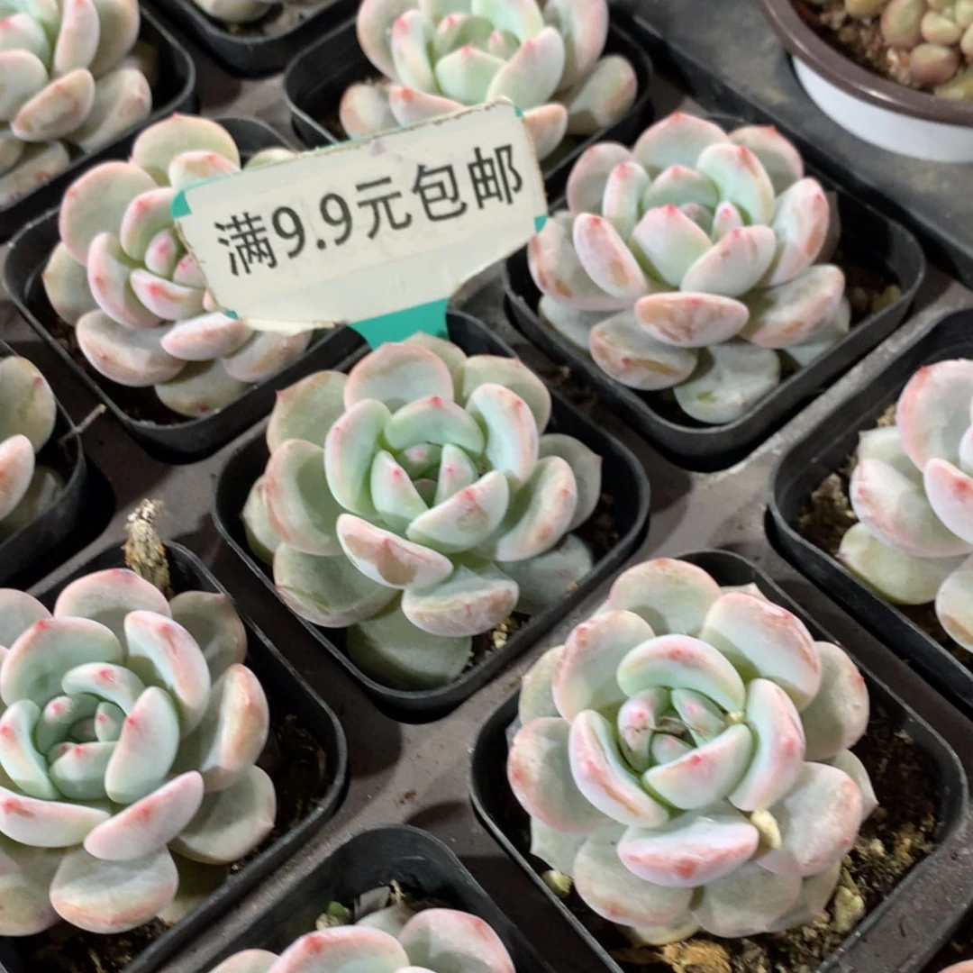 【闪购商品】橙梦露