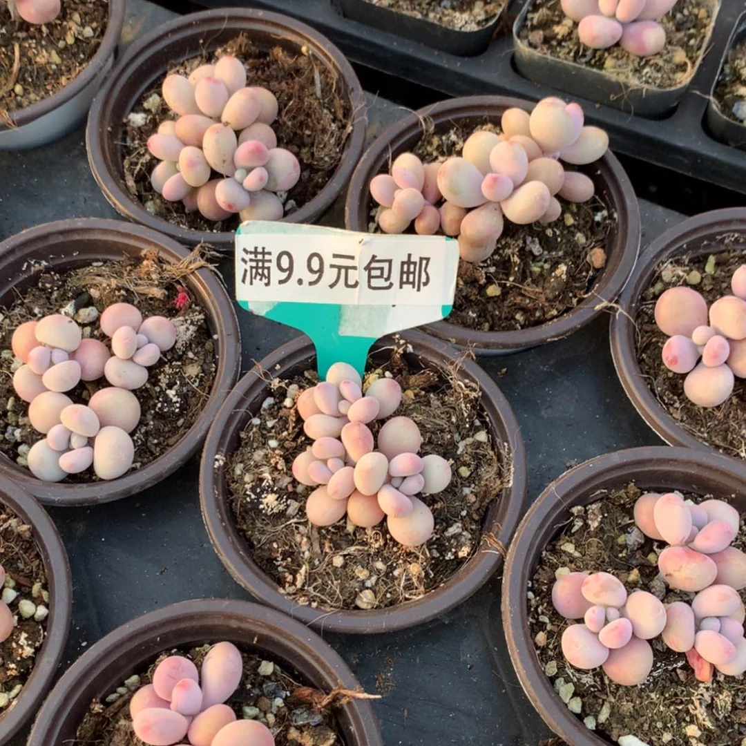 【闪购商品】桃蛋群90