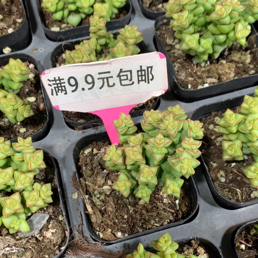 【闪购商品】小米星