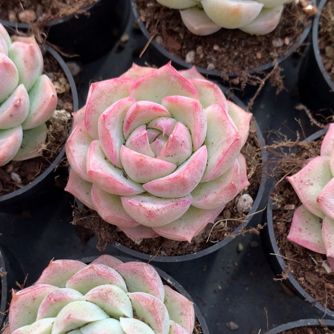 【闪购商品】麦秆50
