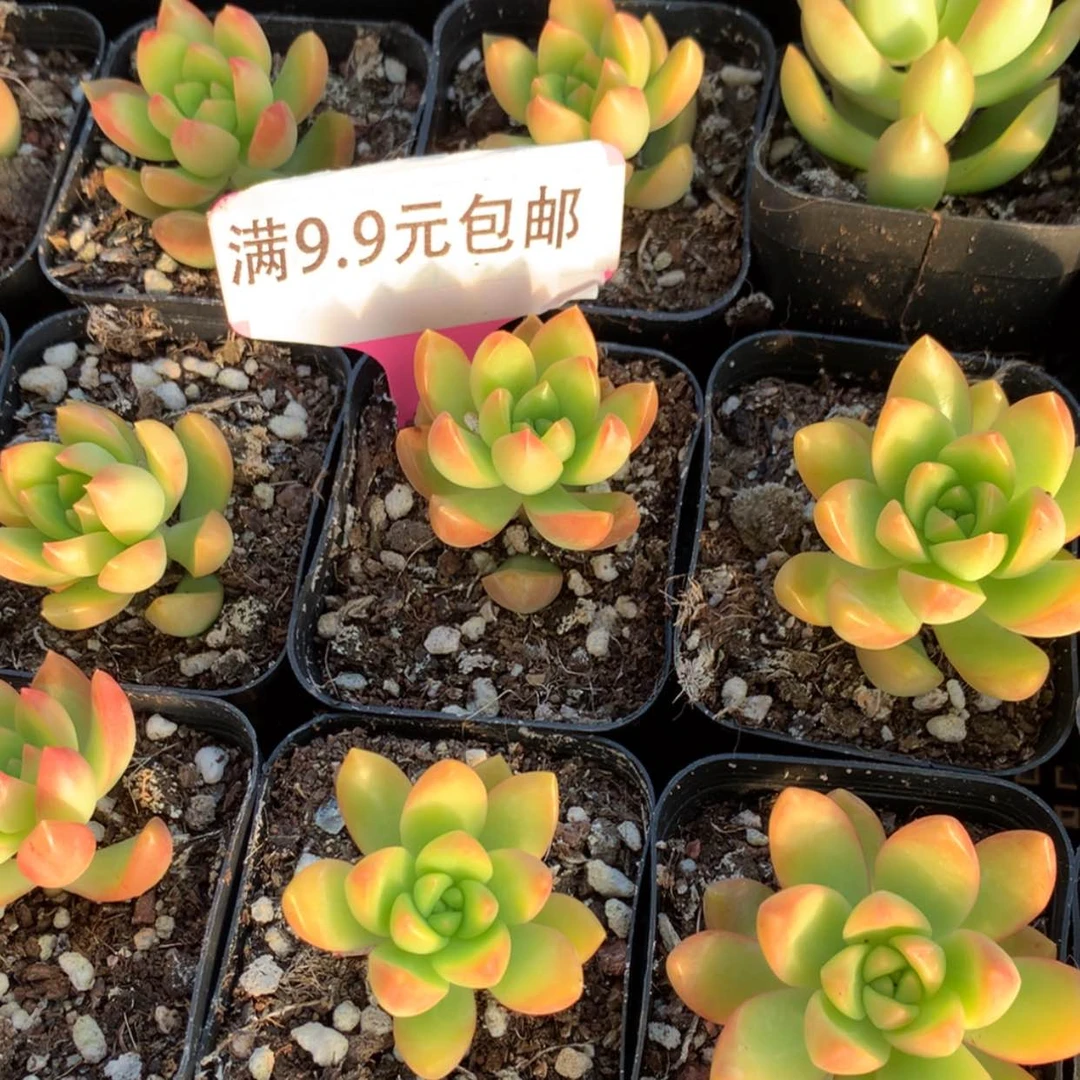 【闪购商品】黄历单