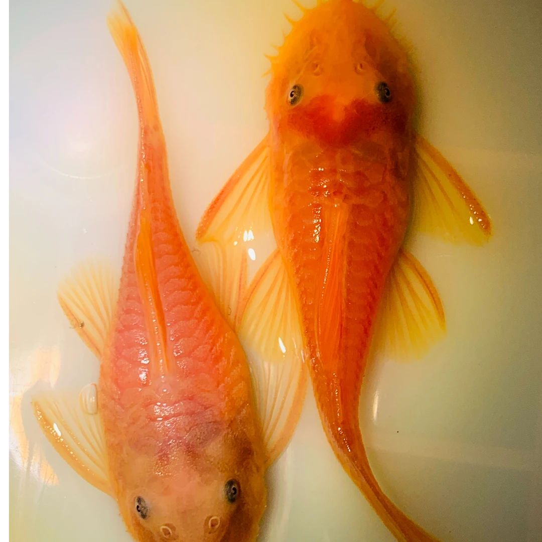 黄金大胡子鱼种鱼大帆红蓝眼胡子24 K胡子清道夫除藻工具鱼清洁鱼
