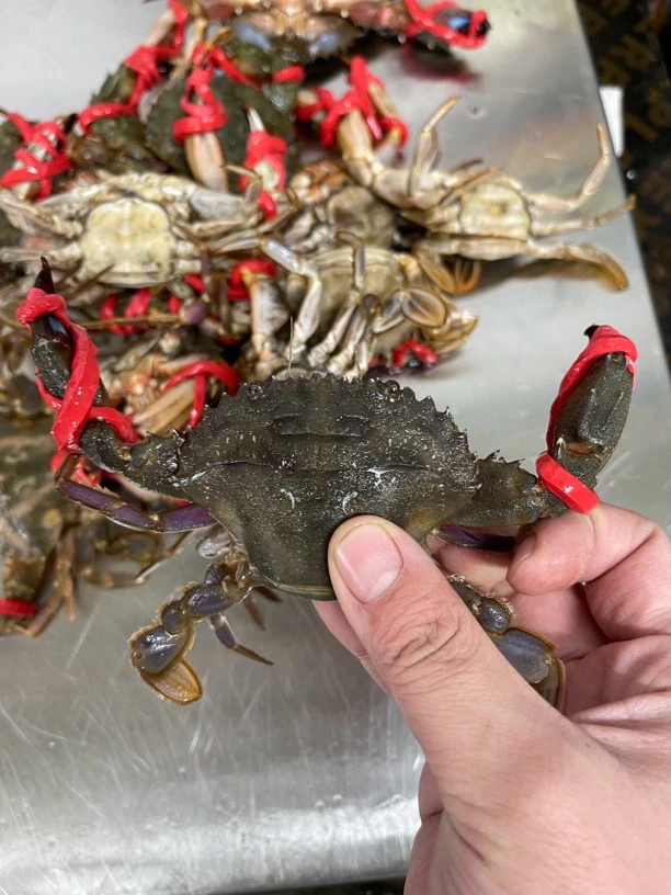 当天鲜活【花盖谢3斤】保鲜保肥不保活 顺丰包邮